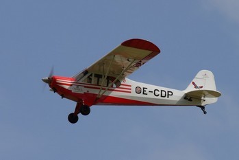 Piper
