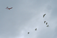 Ma-Tchang et oiseaux exotiques