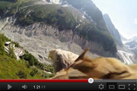 Aigle affublé d'une GoPro