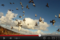 Nurilike et tir aux pigeons